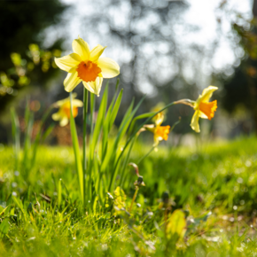 Agrandir l'image, .PNG 1,5 MB (fenêtre modale)