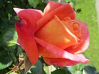 Agrandir l'image, .JPG 49 KB (fenêtre modale)