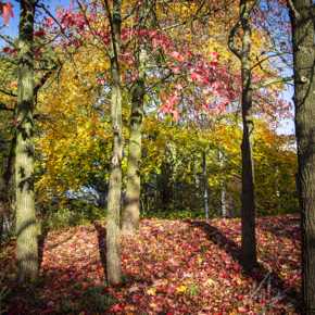 Couleurs d’automne au croisement du boulevard Gallieni et de la rue Lacassagne. - Agrandir l'image, .PNG 2,8 MB (fenêtre modale)